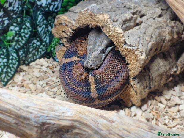 Boa Snake reptiles - Advert 1