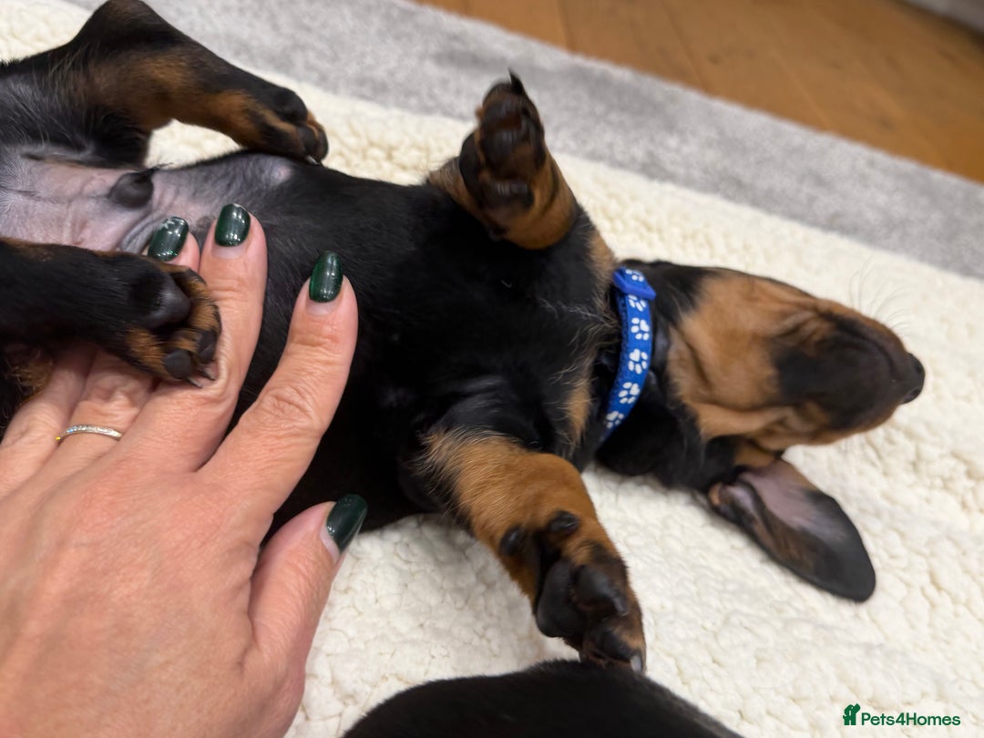 Dachshund dogs for sale: Beautiful Dachshund Puppies – KC Registered Lines - Advert 32