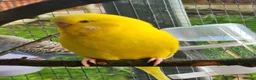 Budgerigars birds for sale: Pair of yellow lutino budgies - Advert 2