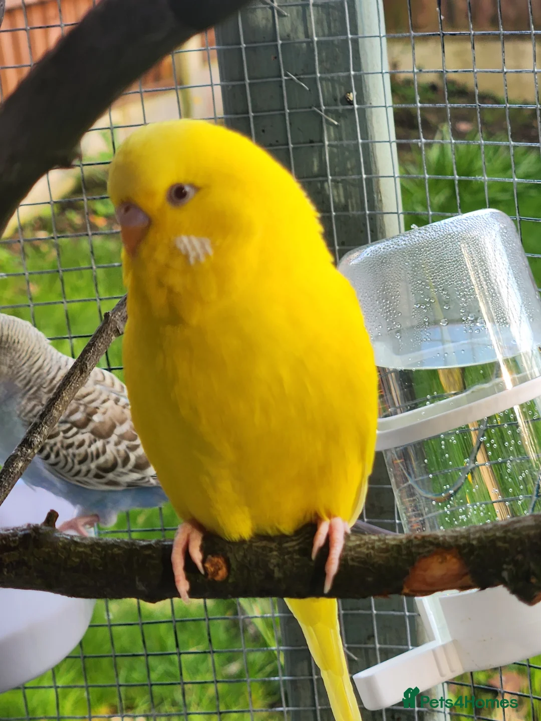 Budgerigars birds for sale: Pair of yellow lutino budgies - Advert 2