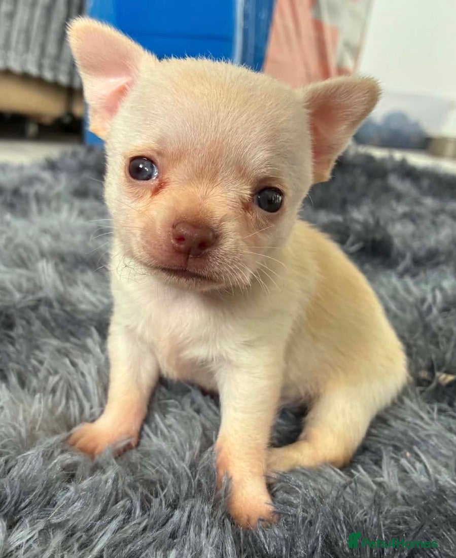 Chihuahua dogs Last TINY male apple head chihuahua - Advert 12