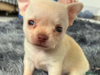 Chihuahua dogs READY NOW!! Last TINY male applehead chihuahua - Advert 2