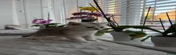 British Shorthair cats for sale: British Shorthair Silver Shaded - Advert 8