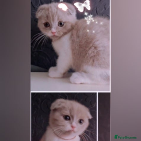 Scottish Fold cats 🐾✨ Adorable Kittens - Advert 4
