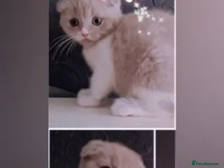 Scottish Fold cats 🐾✨ Adorable Kittens - Advert 3