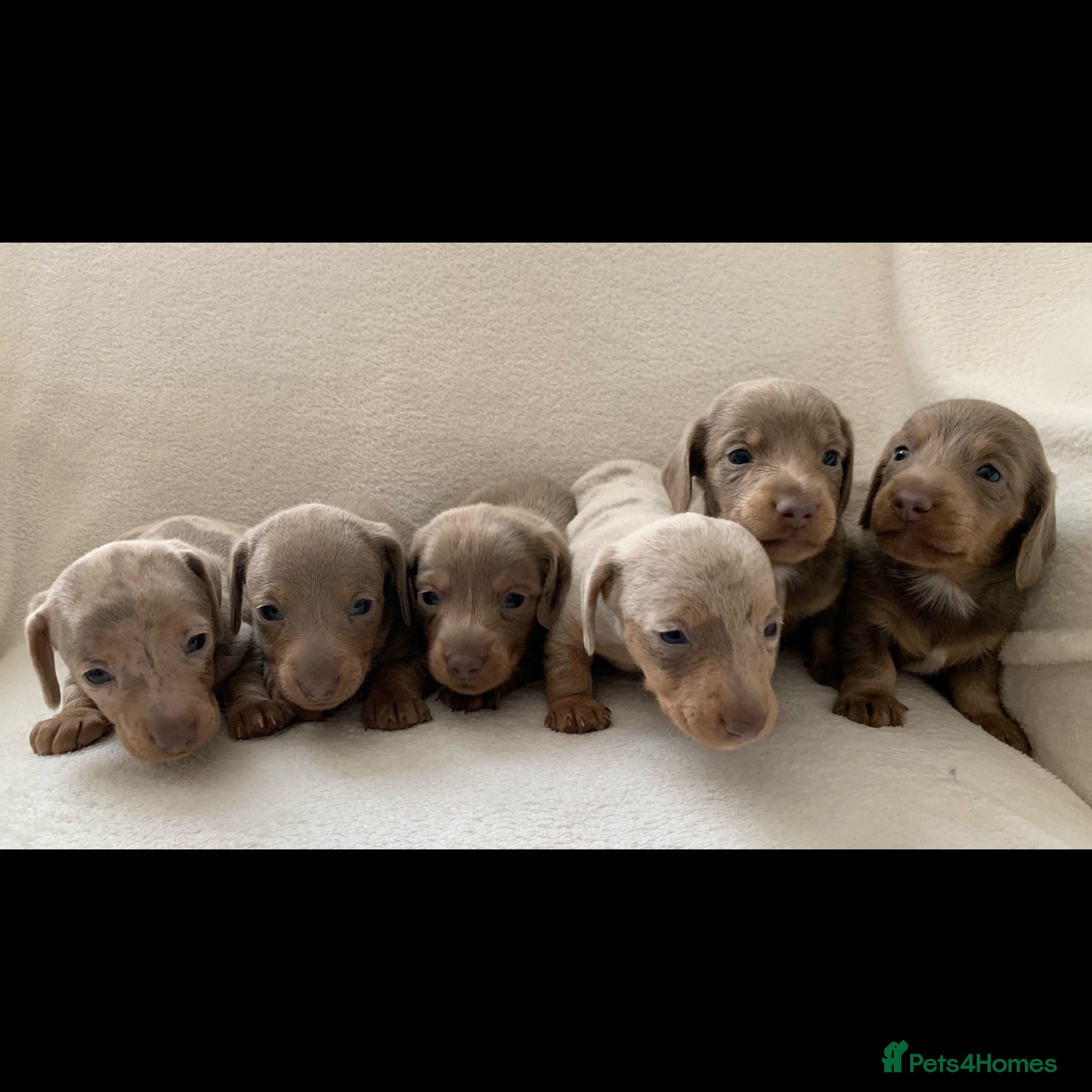 Miniature Dachshund dogs 💎 TOP QUALITY KC REG & PRA CLR MINI DACHSHUNDS💎 - Advert 2