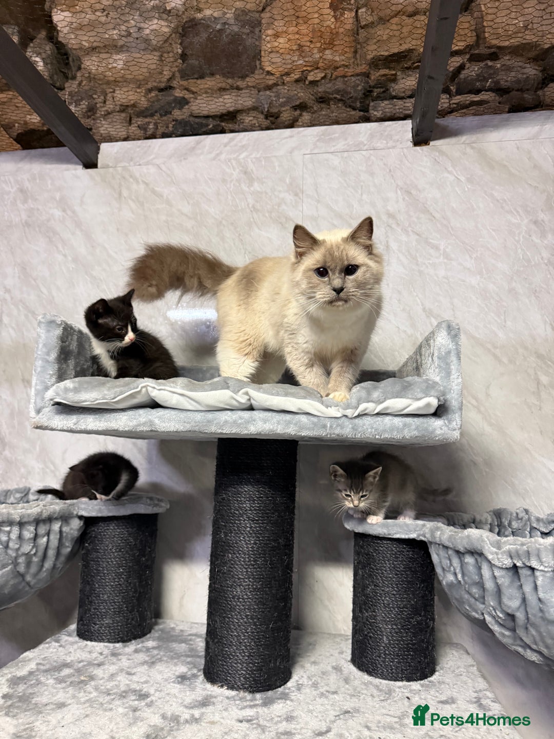 Ragdoll cats for sale: Half Ragdoll Kittens - Advert 2