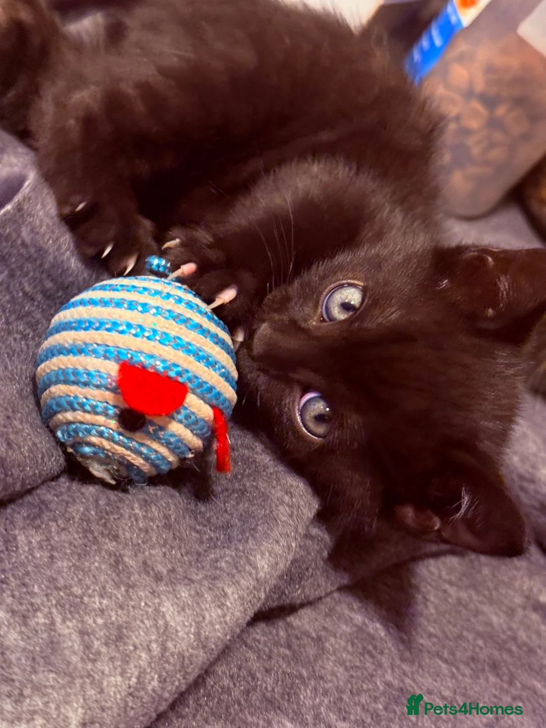 Mixed Breed cats for sale: Half Bengal - Half Mixed breed, litter trained,  in Enfield - Advert 25