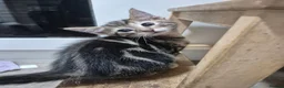 Mixed Breed cats for sale: 4 gorgeous kittens  - Advert 4
