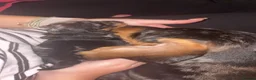 Miniature Dachshund dogs for sale: Miniature Dachshund Puppy in Welshpool - Advert 6