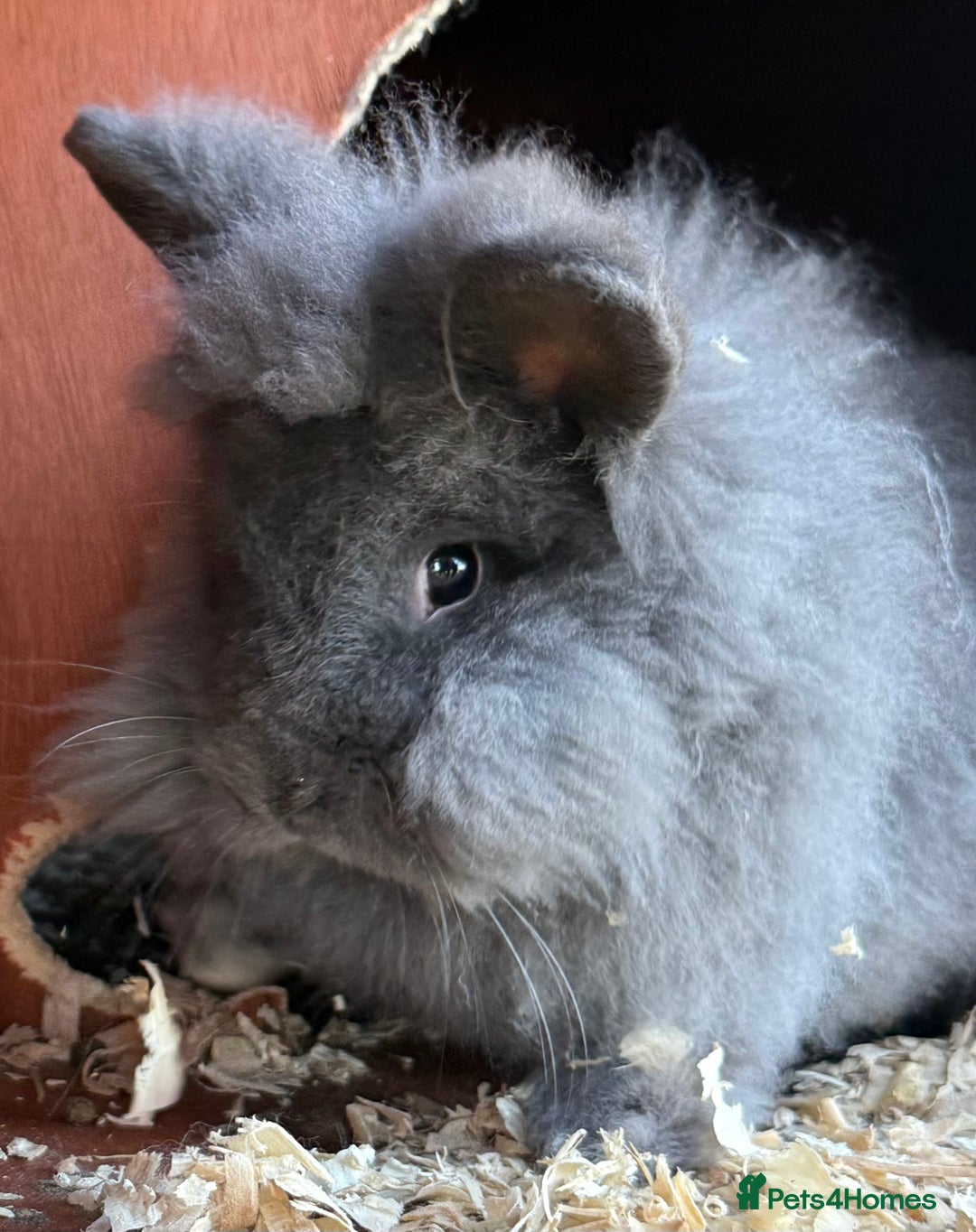 Lionhead rabbits for sale: Double mained lionheads to go together  - Advert 4