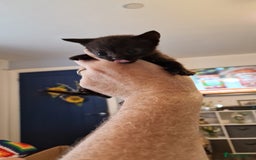 British Shorthair cats for sale: 4 Beautiful Black Kittens  - Image 14