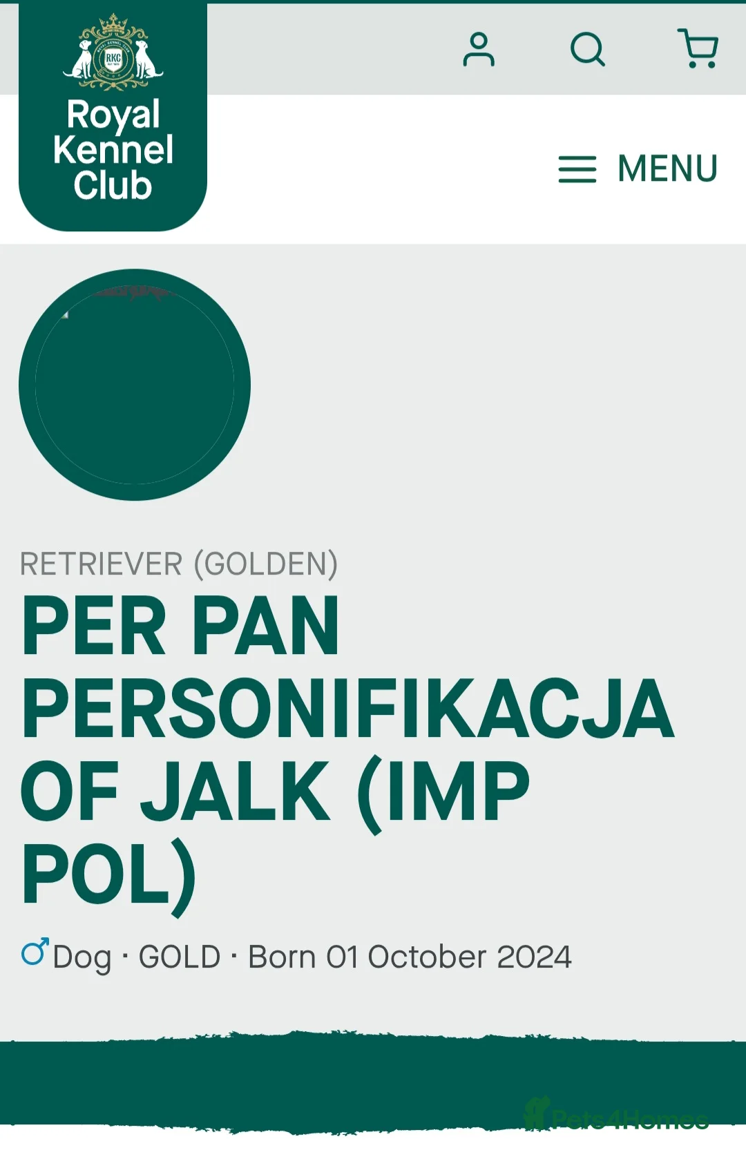 Golden Retriever dogs for sale: FOX 1 OF A KIND IN THE UK. - Advert 2