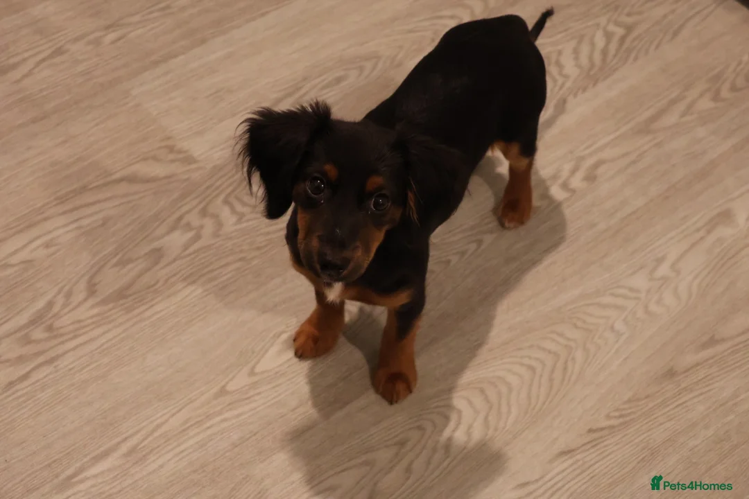Mixed Breed dogs for sale: Poppy - Advert 4