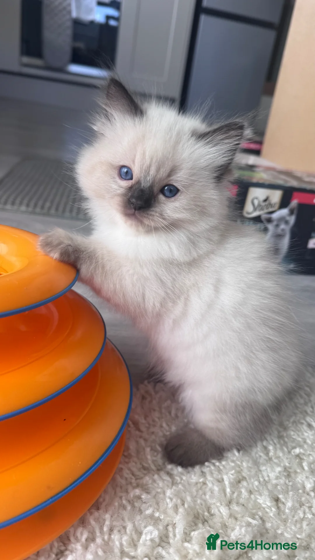 Ragdoll cats for sale: Fluffy Ragdoll Kittens - Advert 20