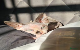 Sphynx cats for sale: 2 year female Sphynx  - Image 3