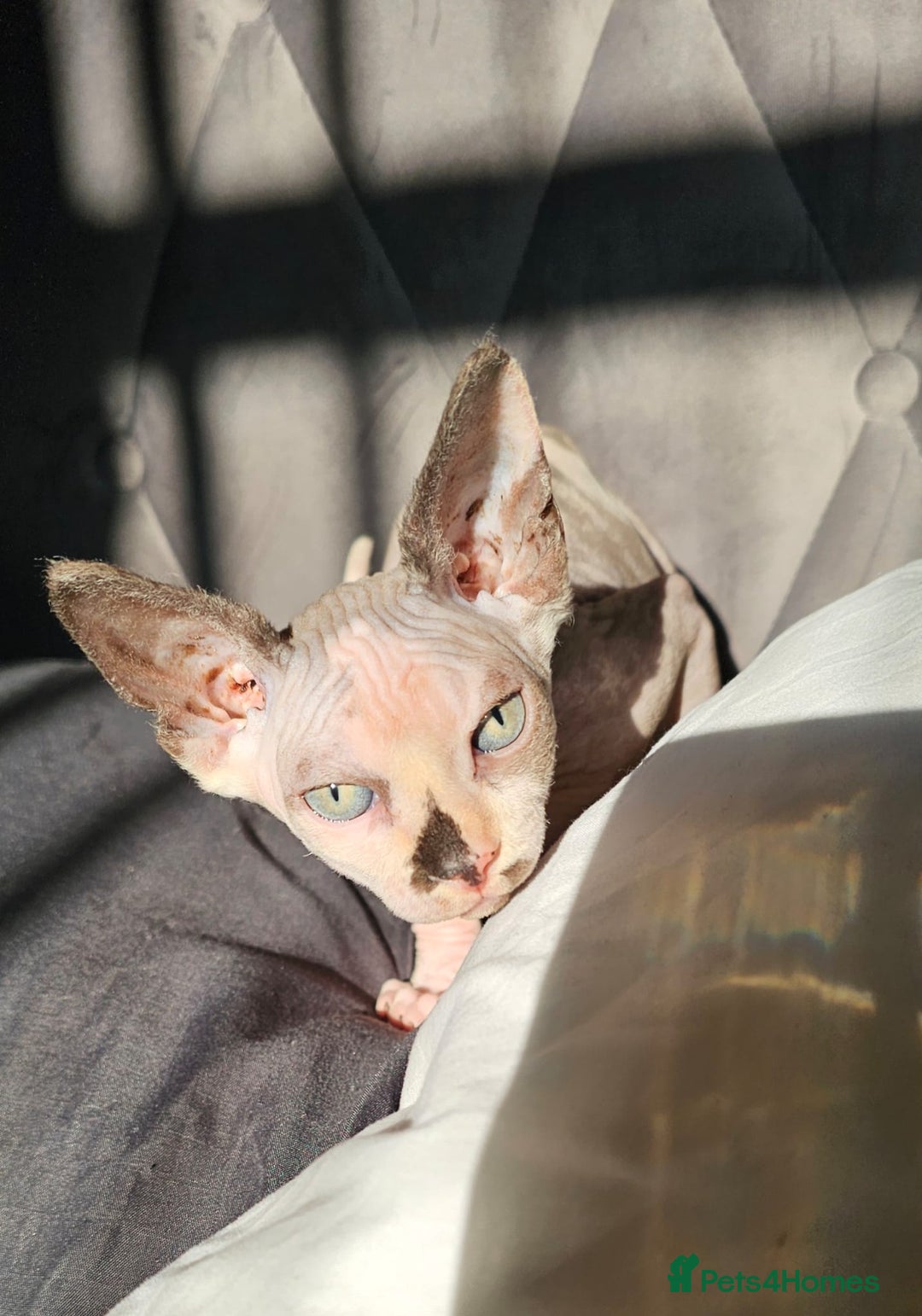 Sphynx cats for sale: 2 year female Sphynx  - Image 3
