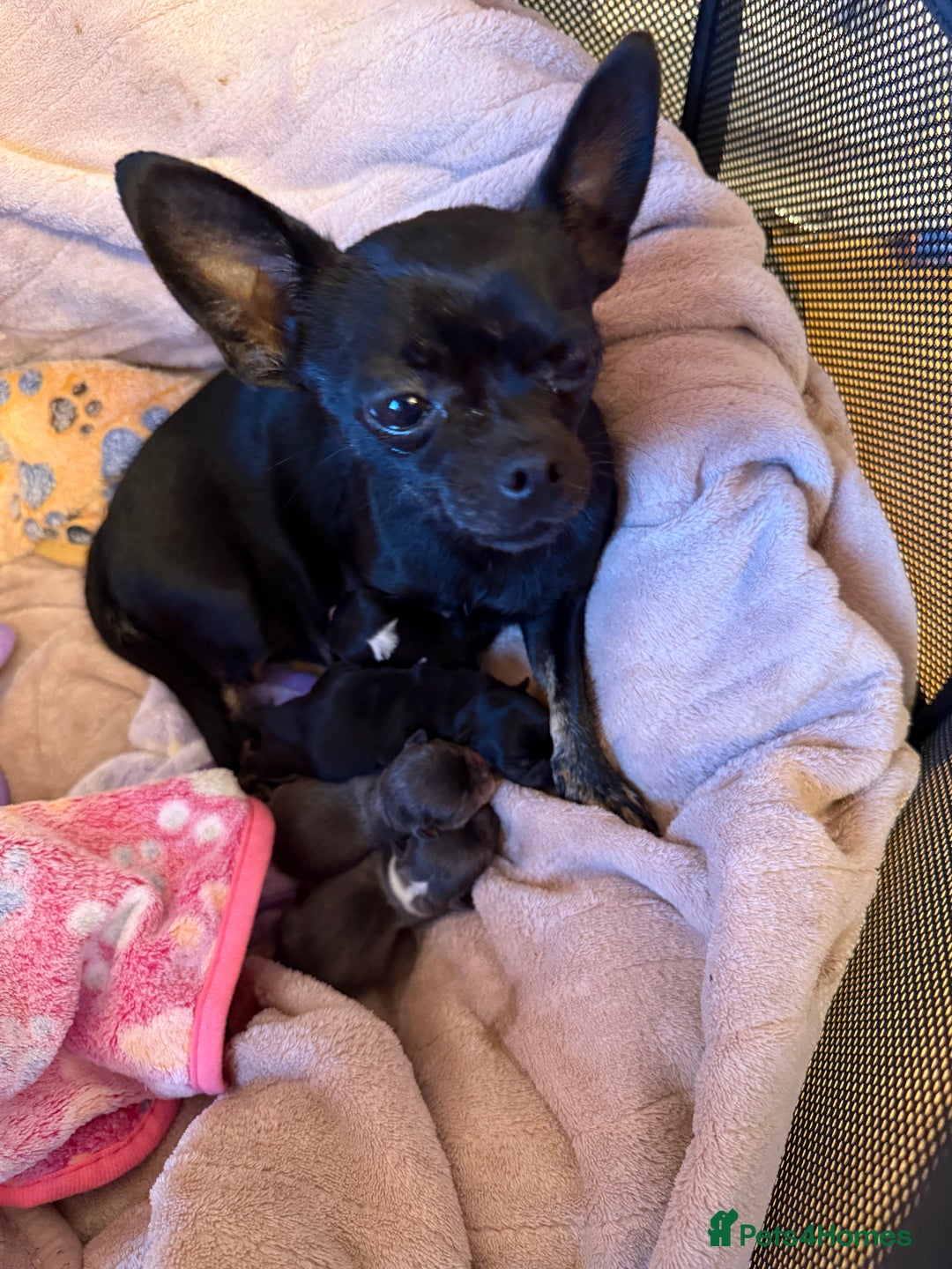 Chihuahua dogs for sale: Beautiful chihuahua Pups for sale  - Image 8