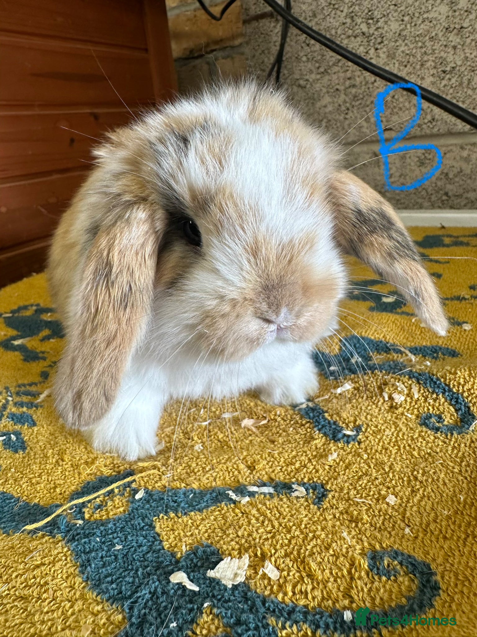 Mini Lop rabbits Mini Lop rabbits For Sale  - Advert 1