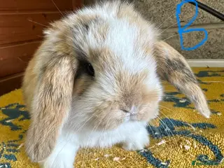 Mini Lop rabbits for sale: Mini Lop rabbits For Sale - Advert 3