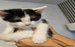 Mixed Breed cats for sale: Kittens  - Image 2