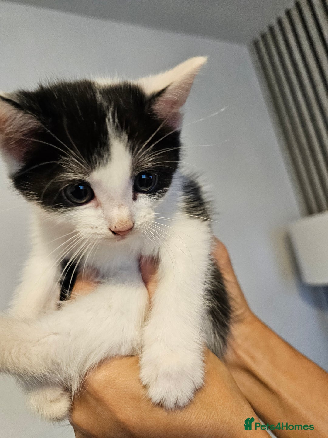 Mixed Breed cats for sale: Kittens  - Image 2