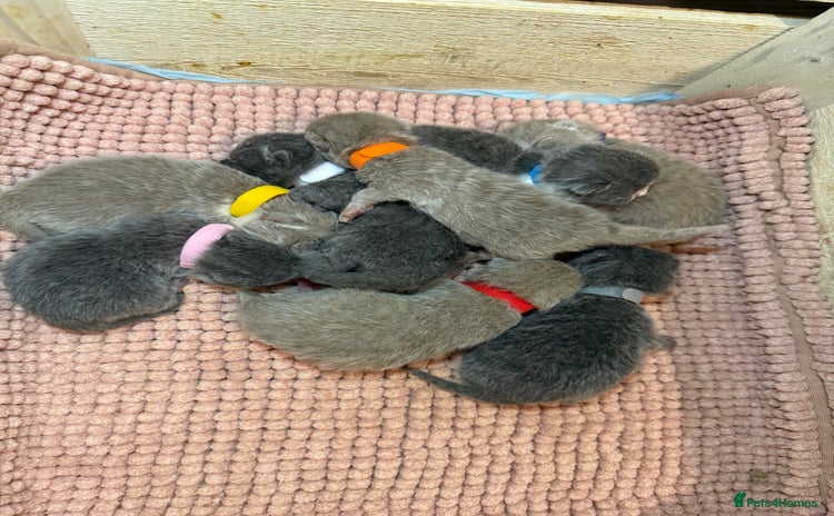 British Shorthair cats - Advert 3