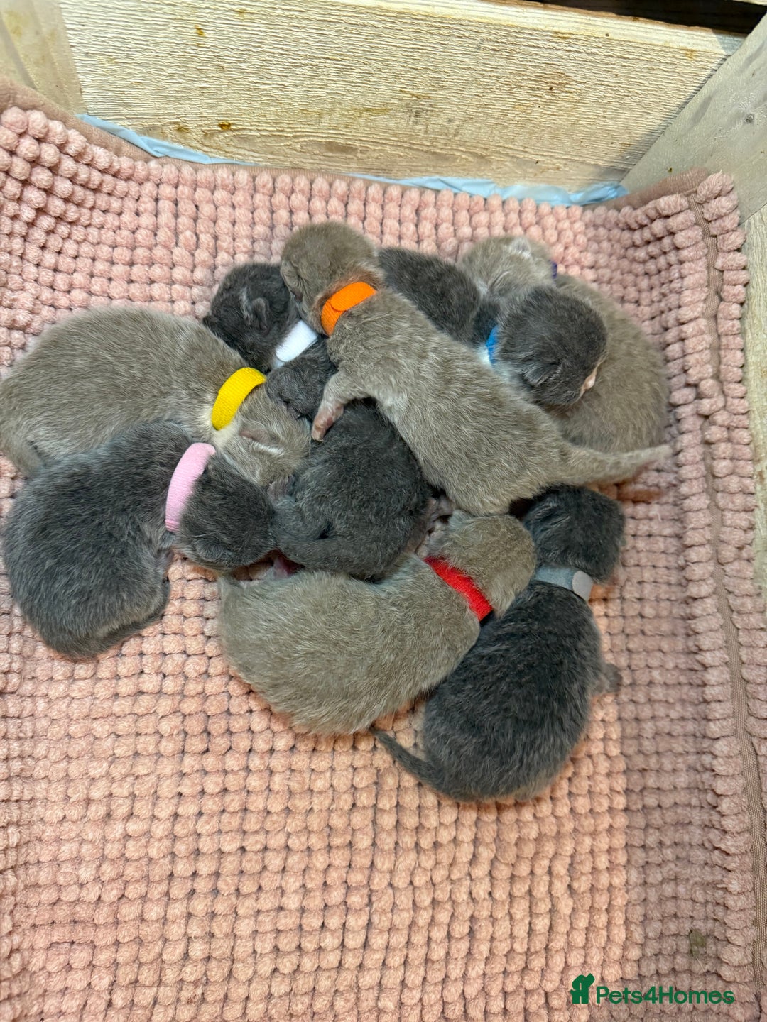 British Shorthair cats for sale: Pure British Shorthair Kittens😻🥇🏆Champion Line - Image 1