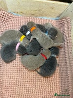 British Shorthair cats - Advert 10