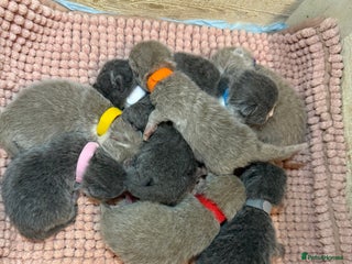 British Shorthair cats - Advert 2