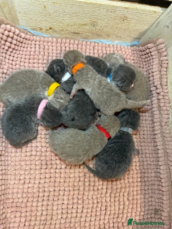 British Shorthair cats - Advert 2