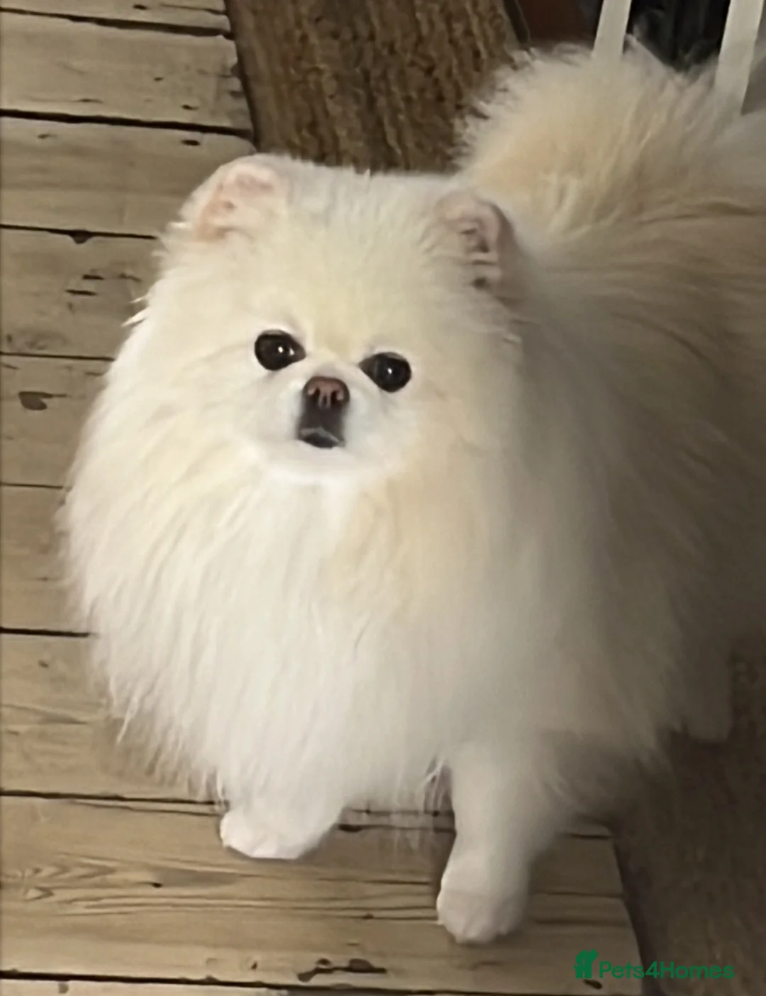 Pomeranian dogs for sale: Beautiful three years old female Pomeranian - Advert 3
