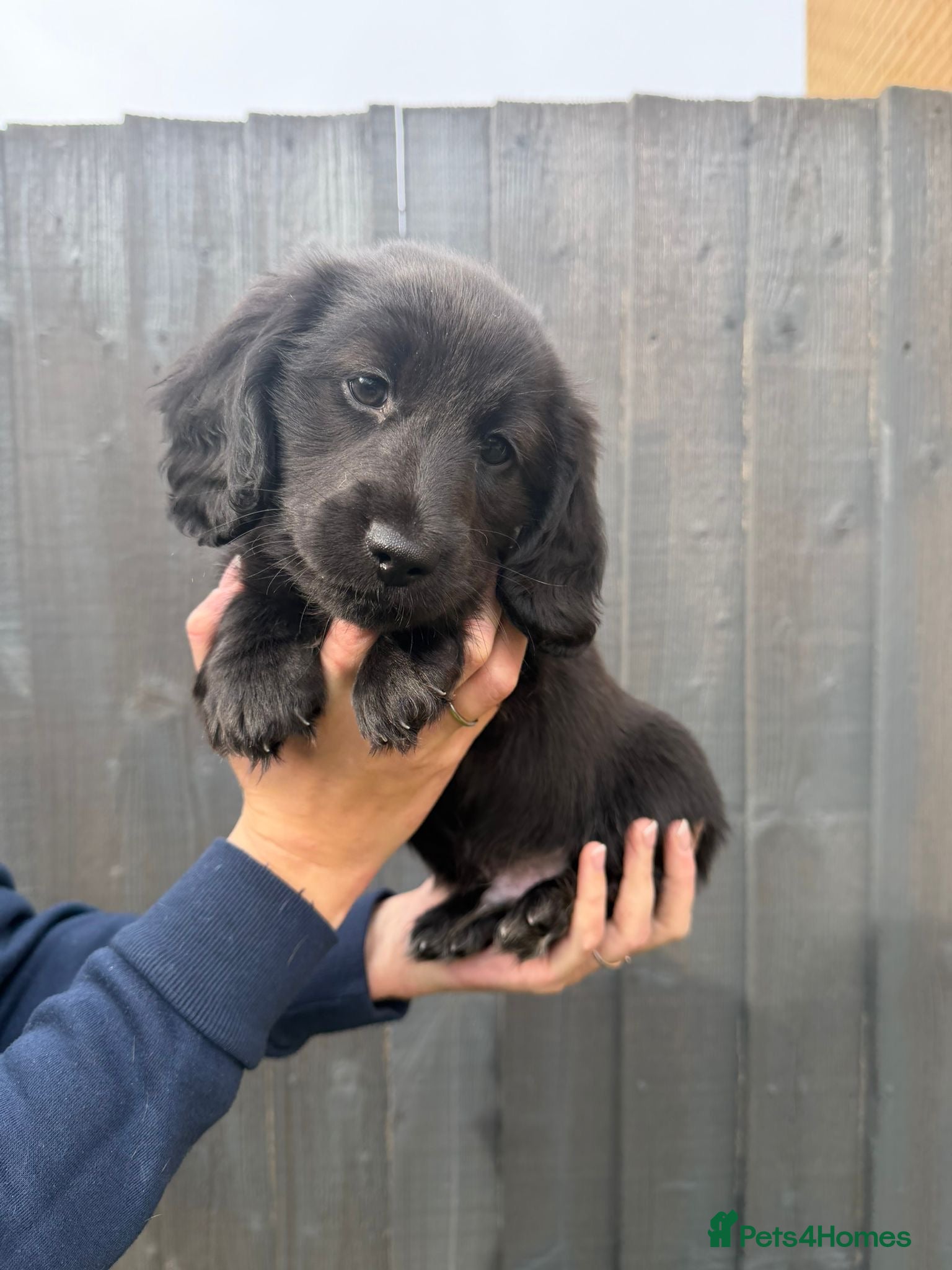 Miniature Dachshund dogs Beautiful Miniature Dachshund Puppies - Advert 17