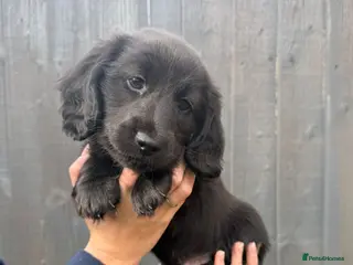 Miniature Dachshund dogs Beautiful Miniature Dachshund Puppies - Advert 17