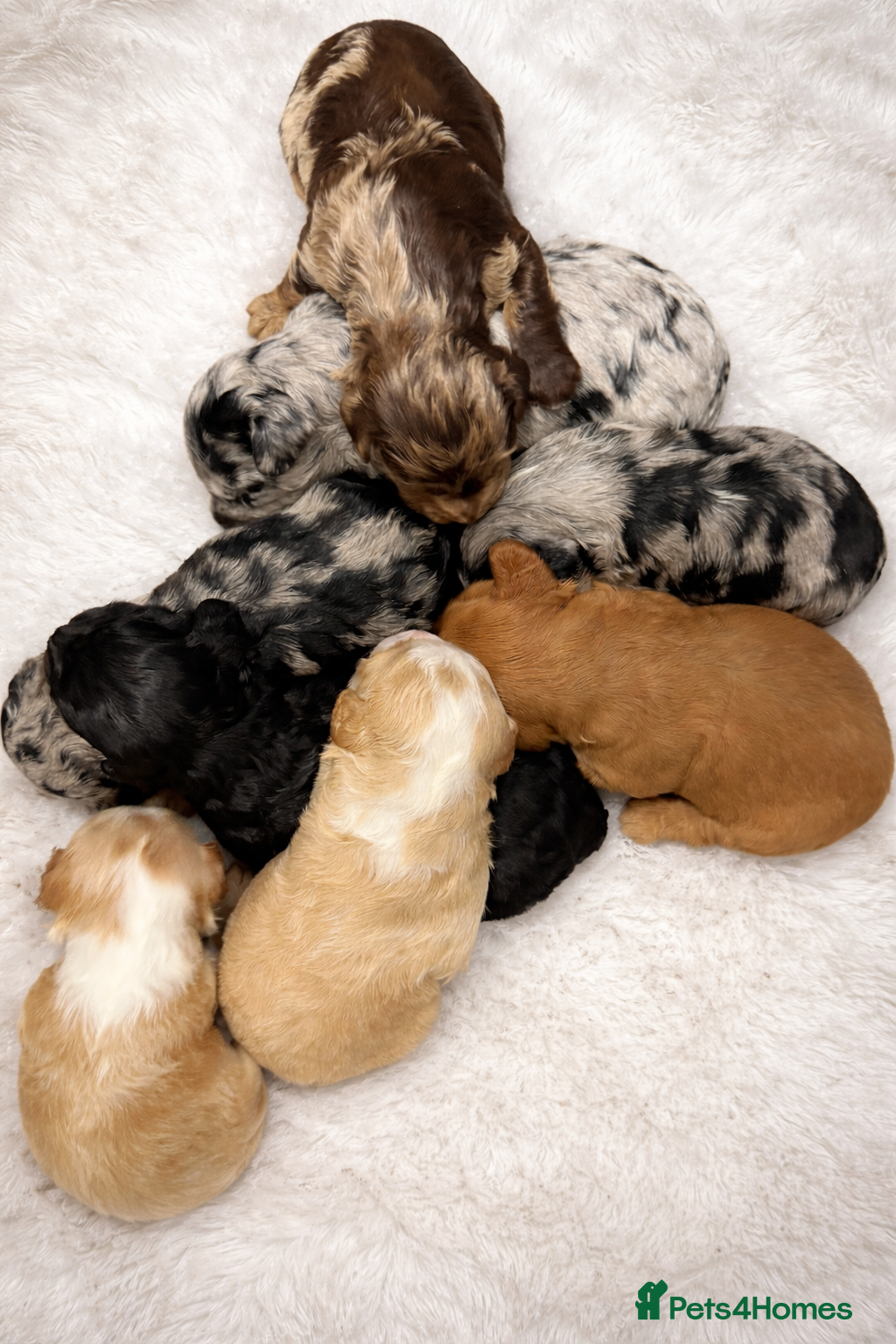 Australian Labradoodle dogs AUSTRALIAN LABRADOODLE  - Advert 5