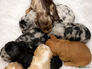 Australian Labradoodle dogs AUSTRALIAN LABRADOODLE - Advert 4