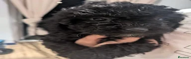 Shihpoo 1
