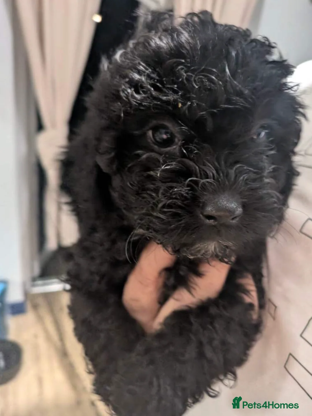 Shihpoo dogs for sale: Adorable Shihpoo Puppies Ready for Loving Homes in Leicester - Advert 10