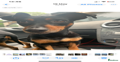 Mixed Breed dogs - Advert 14