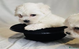 Maltese dogs for sale: ✨ Exquisite Maltese Puppies Available✨ - Advert 1