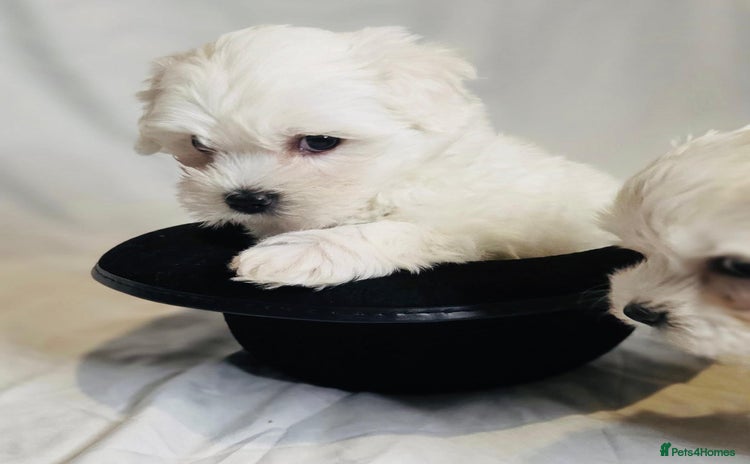 Maltese dogs ✨ Exquisite Maltese Puppies Available✨ - Advert 10