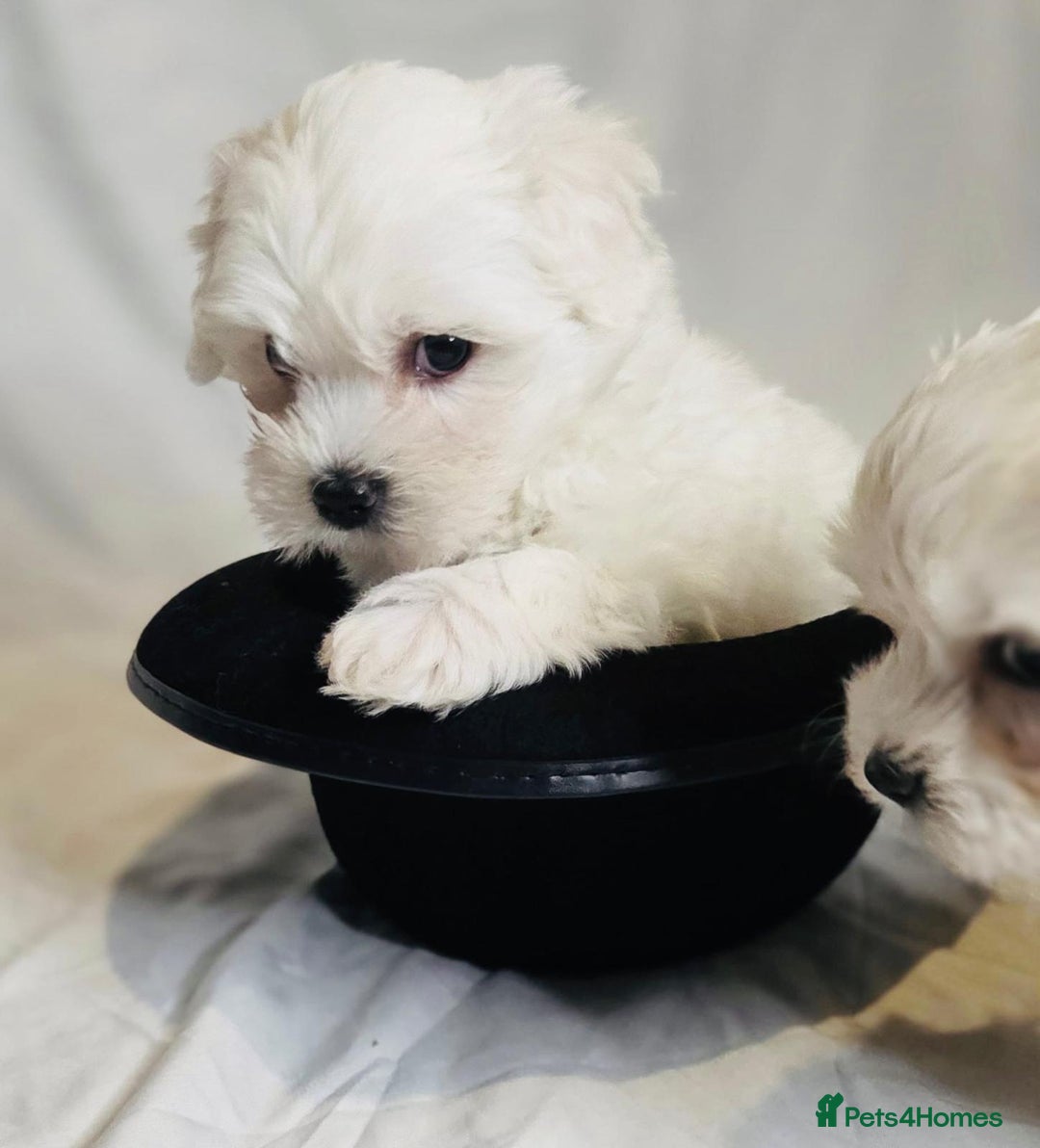 Maltese dogs for sale: ✨ Exquisite Maltese Puppies Available✨ - Advert 1