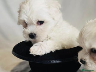 Maltese dogs ✨ Exquisite Maltese Puppies Available✨ - Advert 9