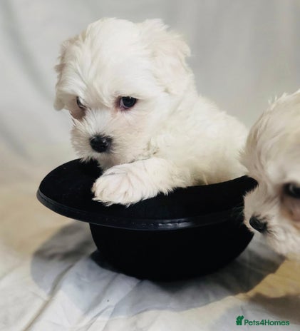 Maltese dogs ✨ Exquisite Maltese Puppies Available✨ - Advert 1