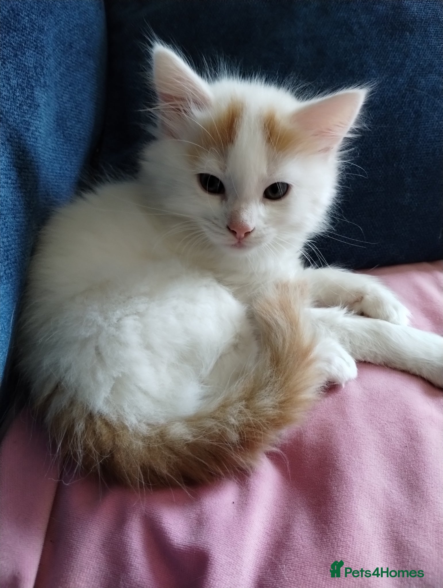 Mixed Breed cats Kittens with beautiful markings  - Advert 10