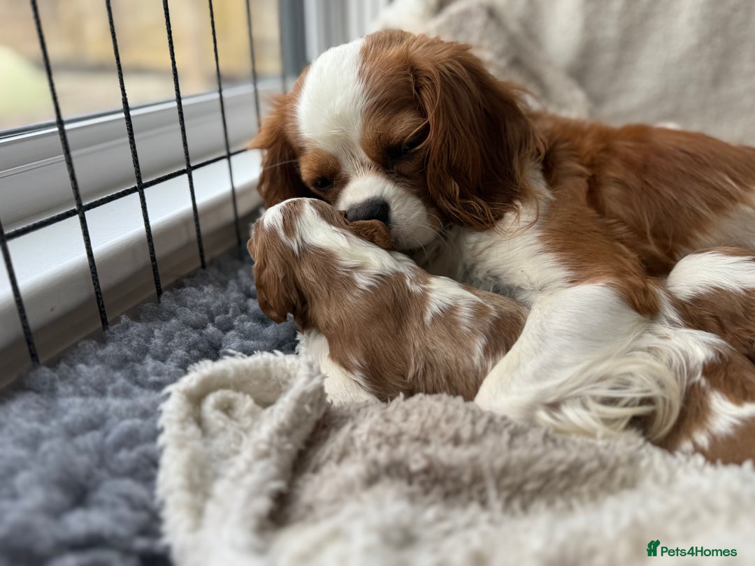 Cavalier King Charles Spaniel dogs for sale: All correct health test taken !  - Image 8