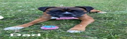Boxer dogs for sale: Red Boxer Puppies–Long Tails & Natural Bobtails in Romford - Advert 2