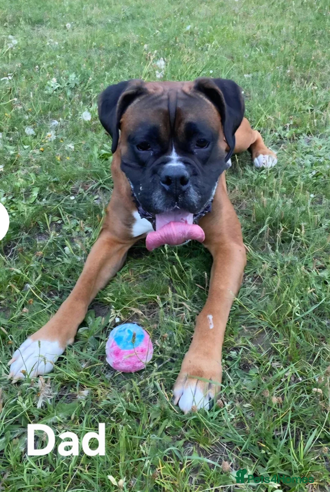 Boxer dogs for sale: Red Boxer Puppies–Long Tails & Natural Bobtails in Romford - Advert 2
