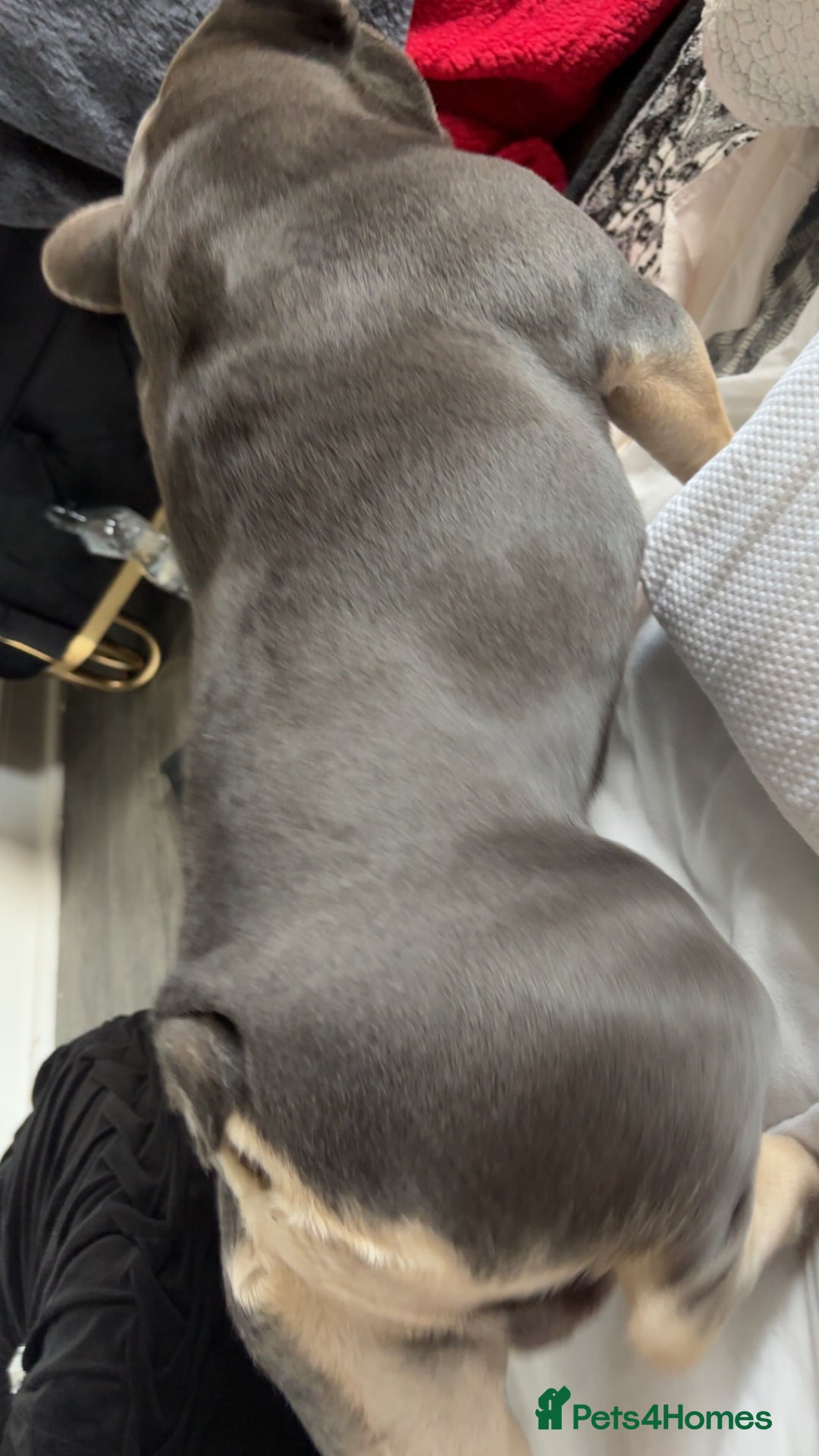French Bulldog dogs for stud: Meet buddy a lilac frenchie looking for a bitch  - Image 2