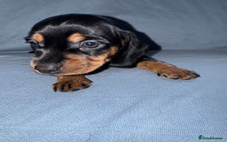 Mixed Breed dogs for sale: Docker - miniature daschund X American cocker  - Image 3